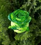 pic for Green Rose